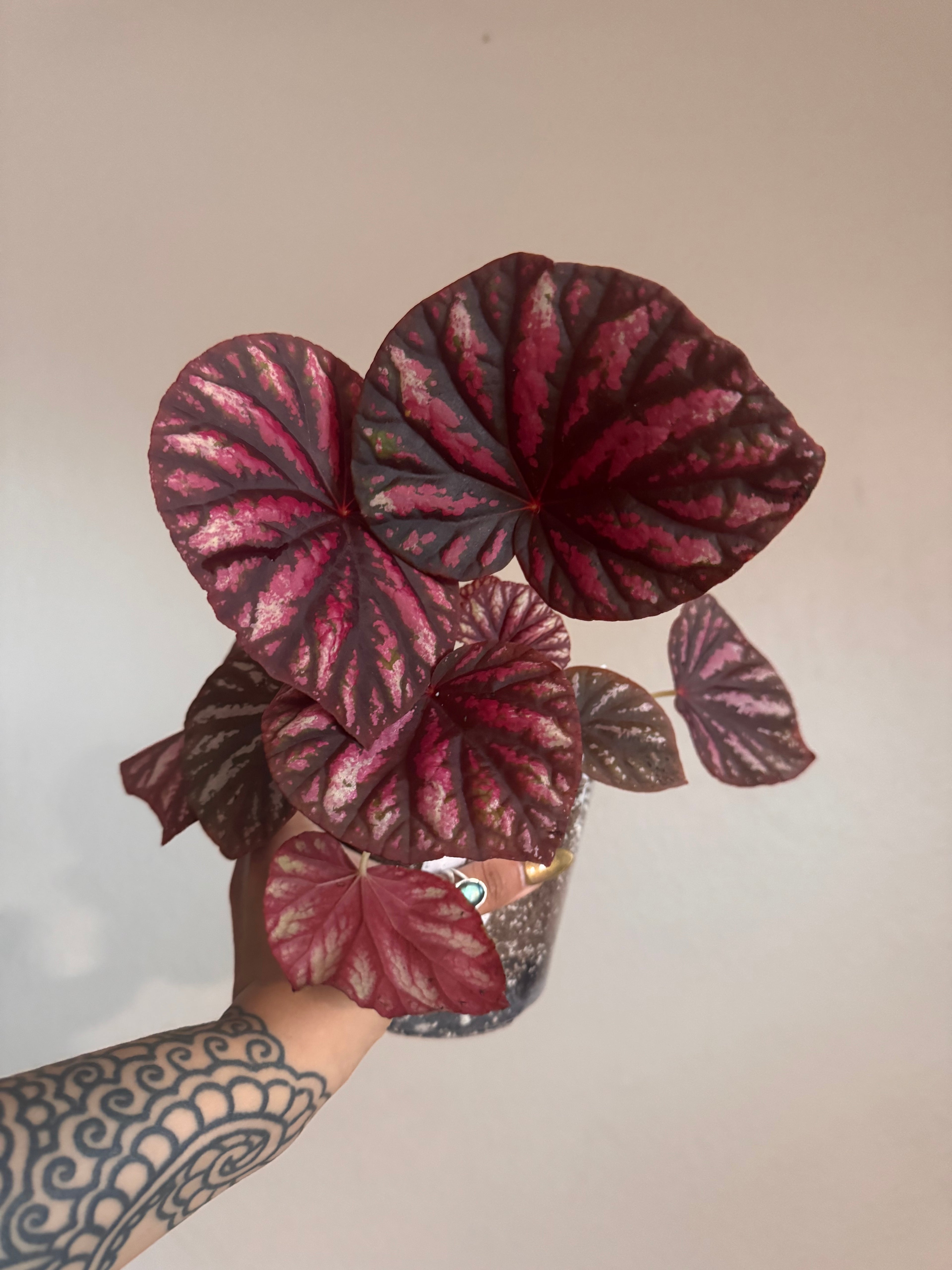 Begonia Candy Stripes