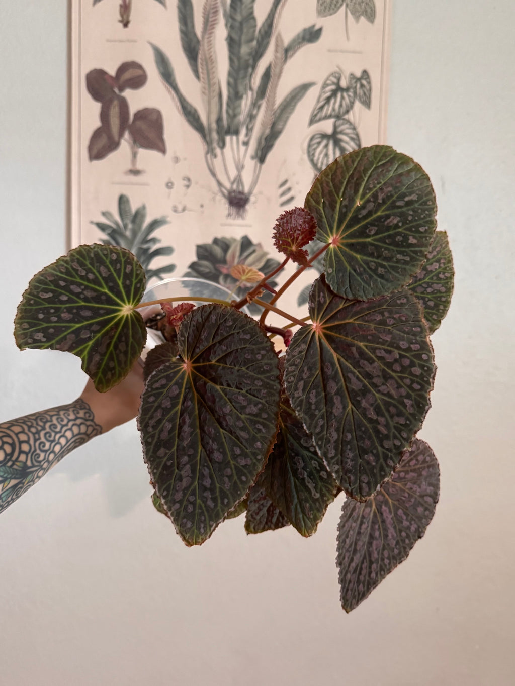 Begonia Superchloro