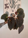 Begonia Superchloro