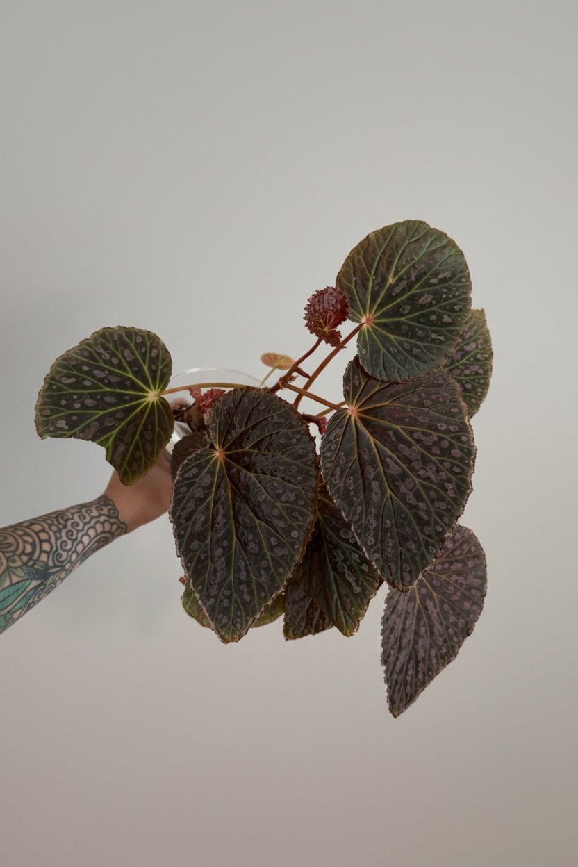 Begonia Superchloro