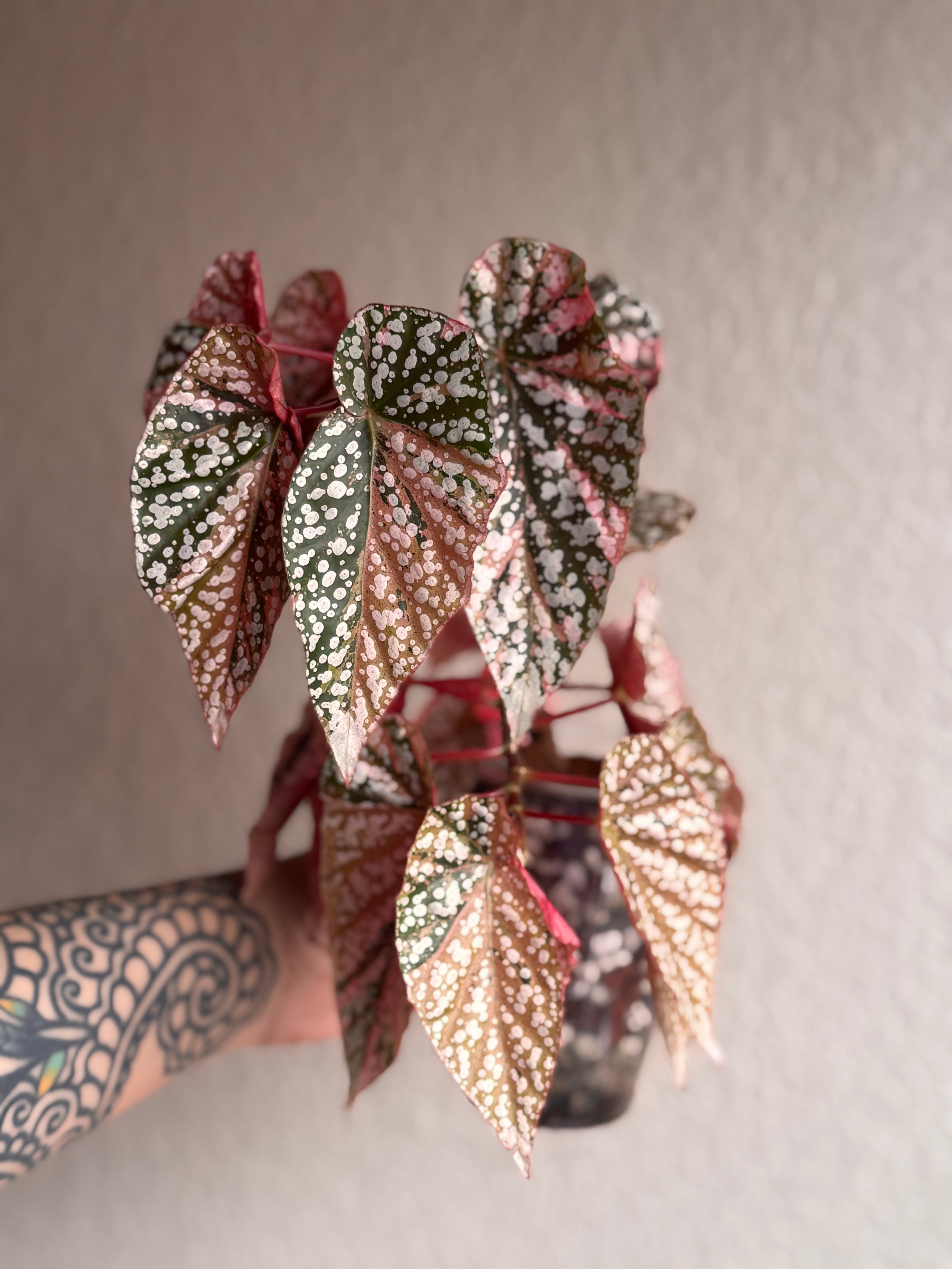 Begonia Variegated Snow Capped