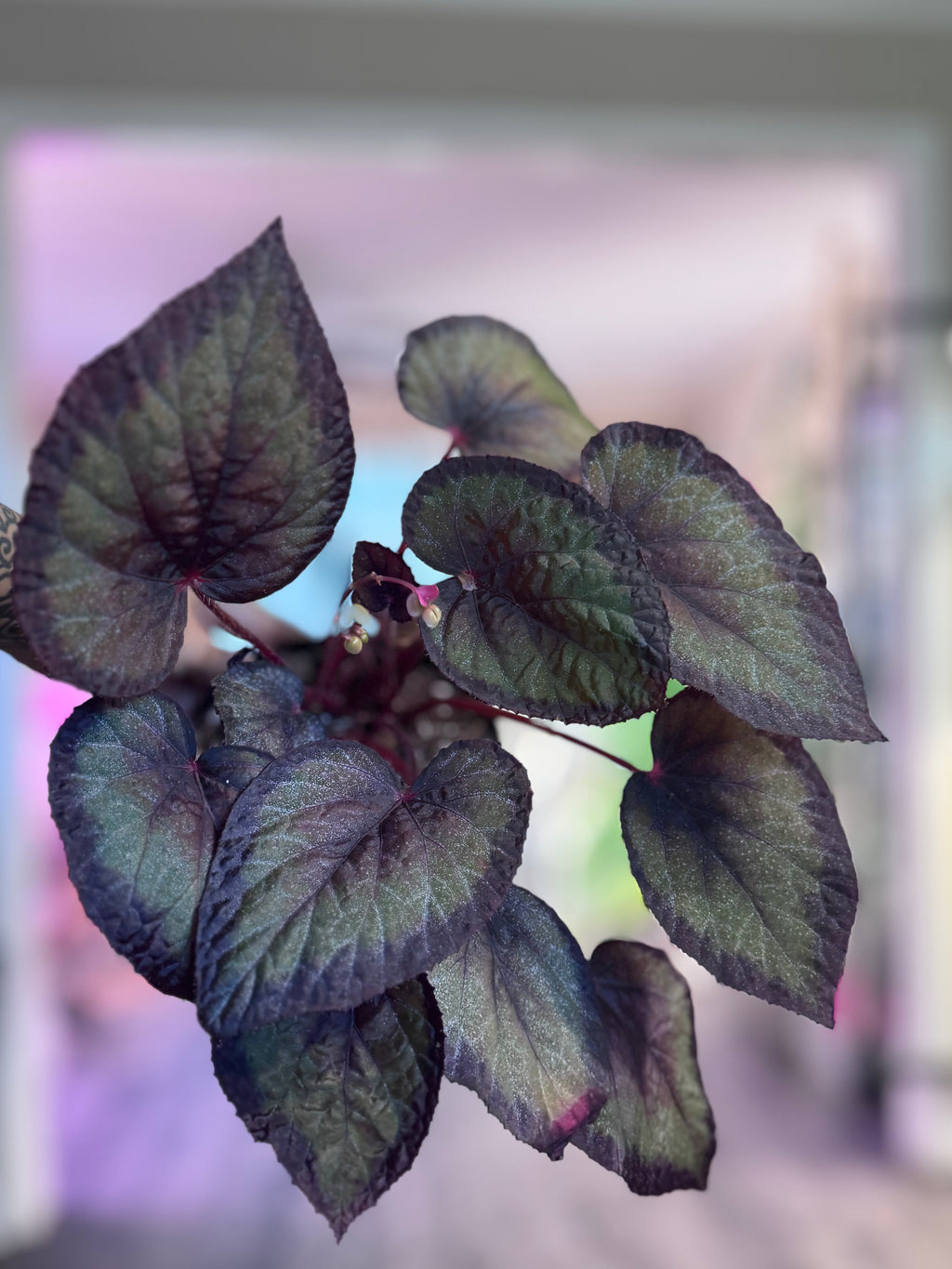 Begonia Overspray