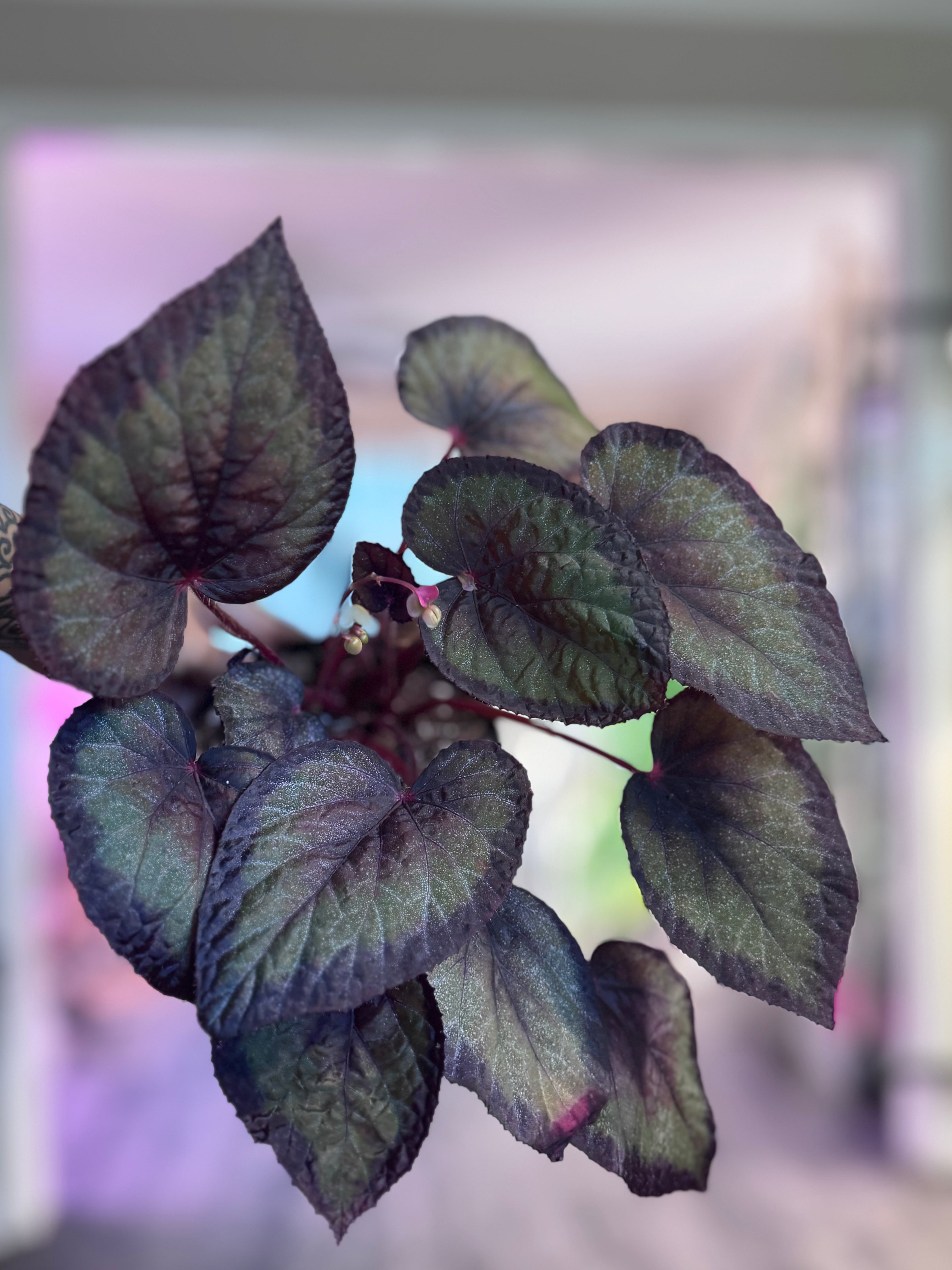 Begonia Overspray
