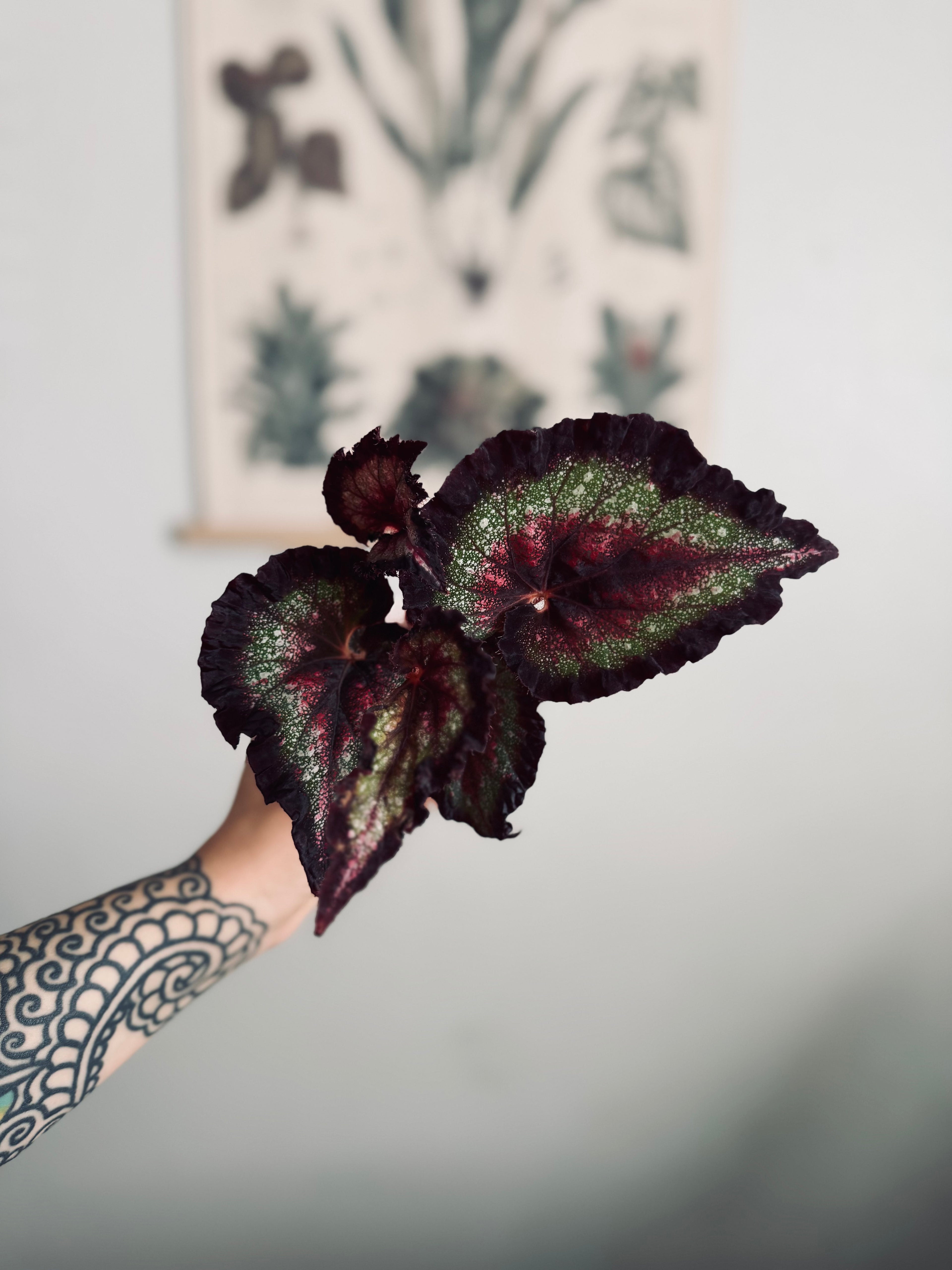 Begonia Harmony’s Later Gator