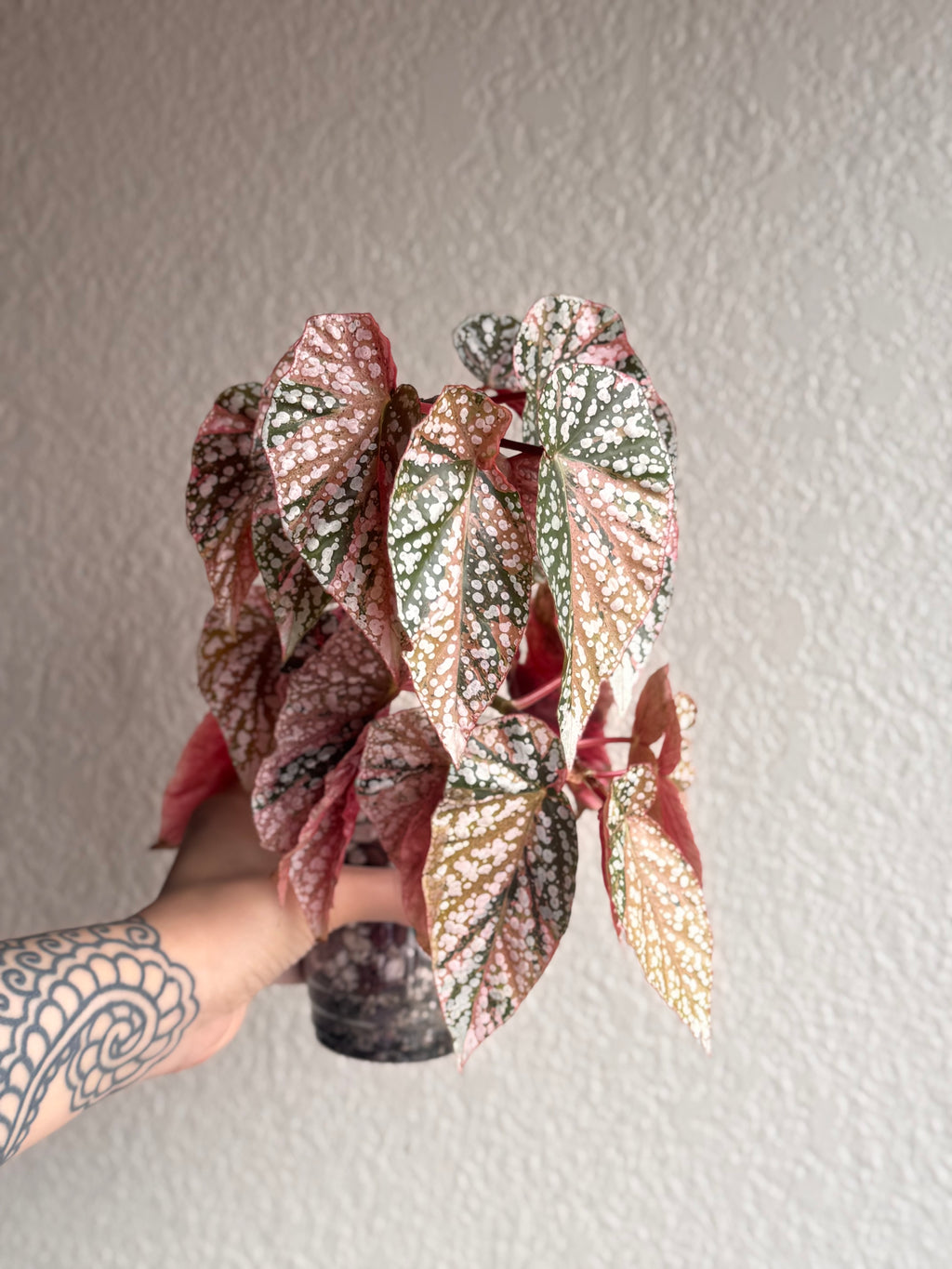 Begonia Variegated Snow Capped