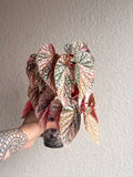 Begonia Variegated Snow Capped