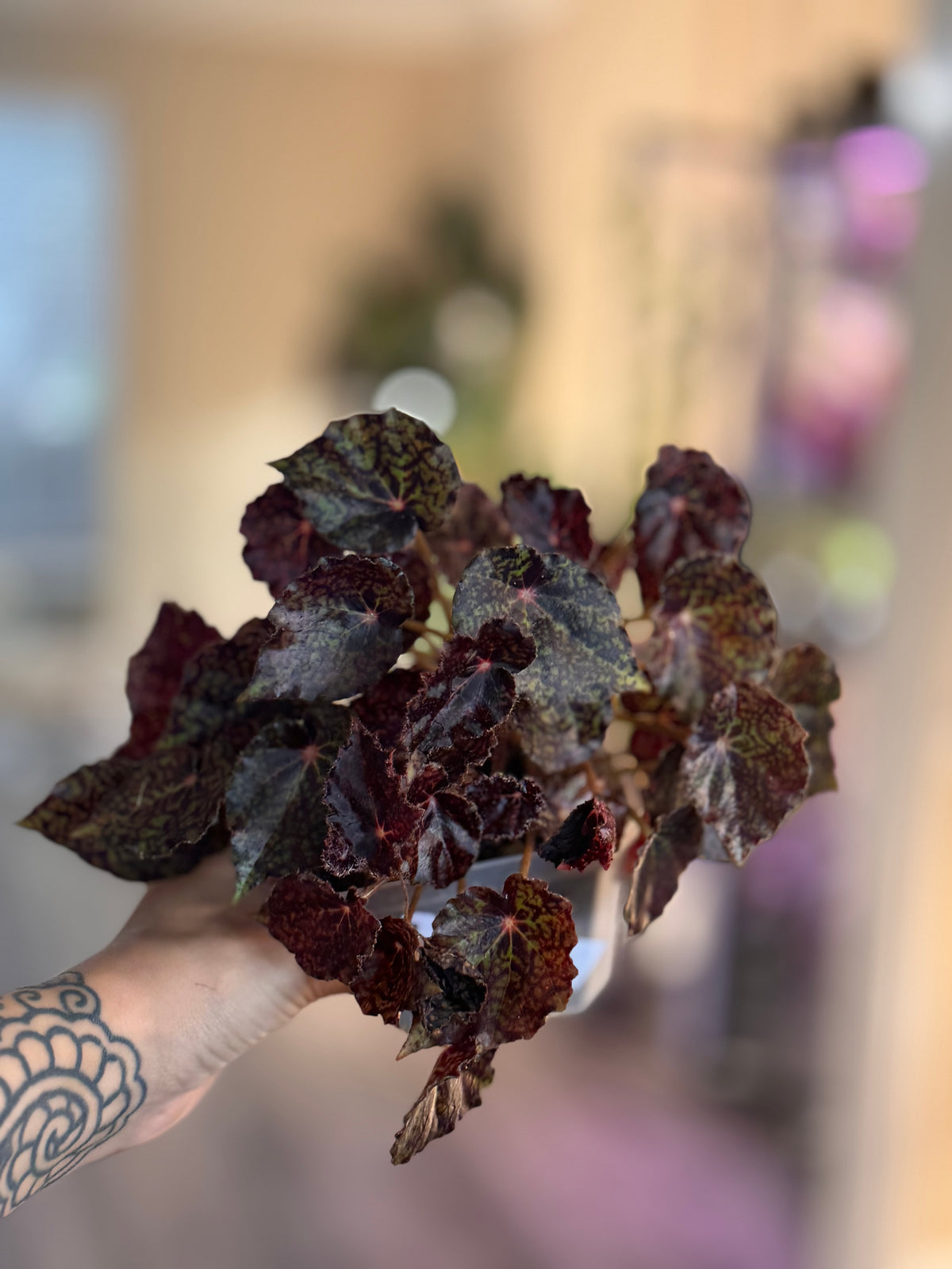 Begonia Red Planet