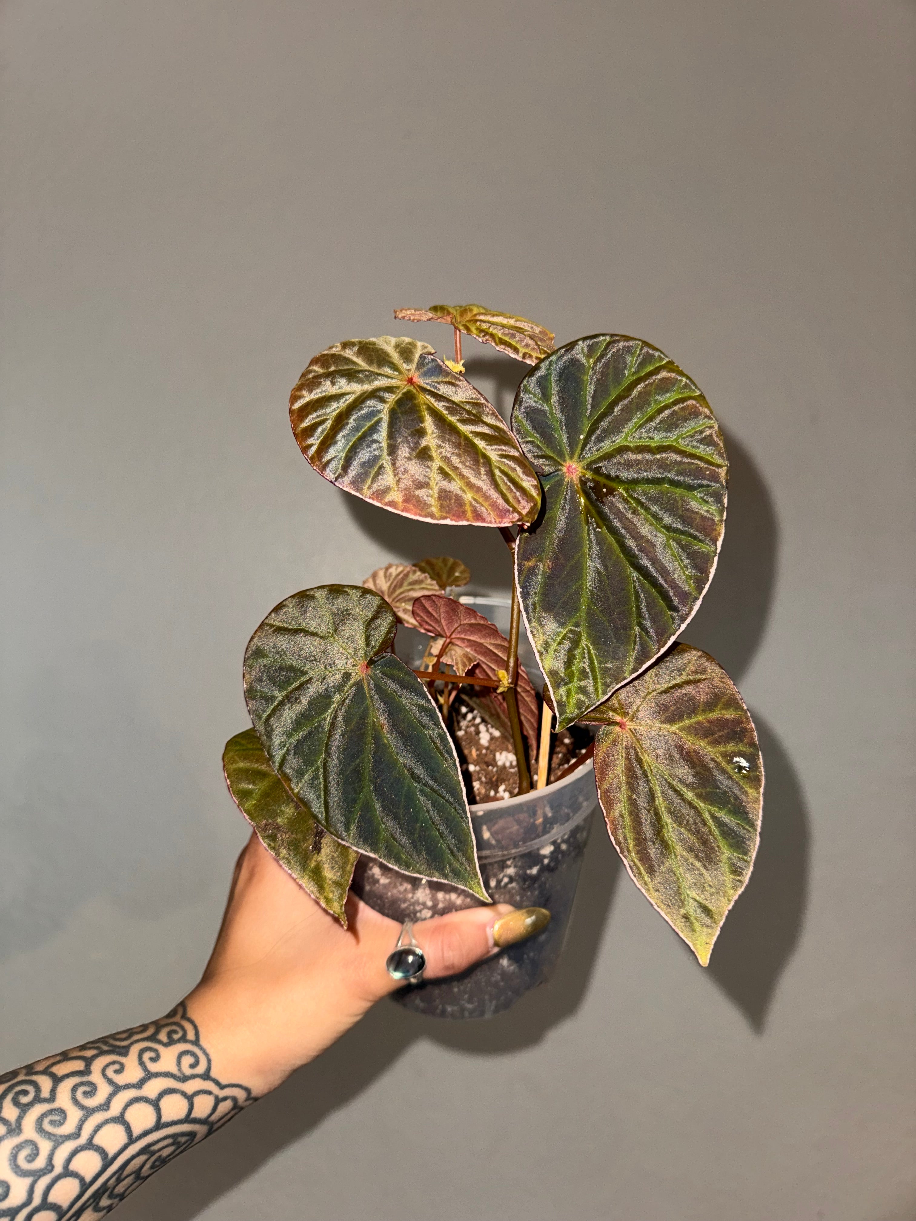 Botanicaz 111 (Begonia dracopelta X B. Sarawak) X B. nothobaramensis