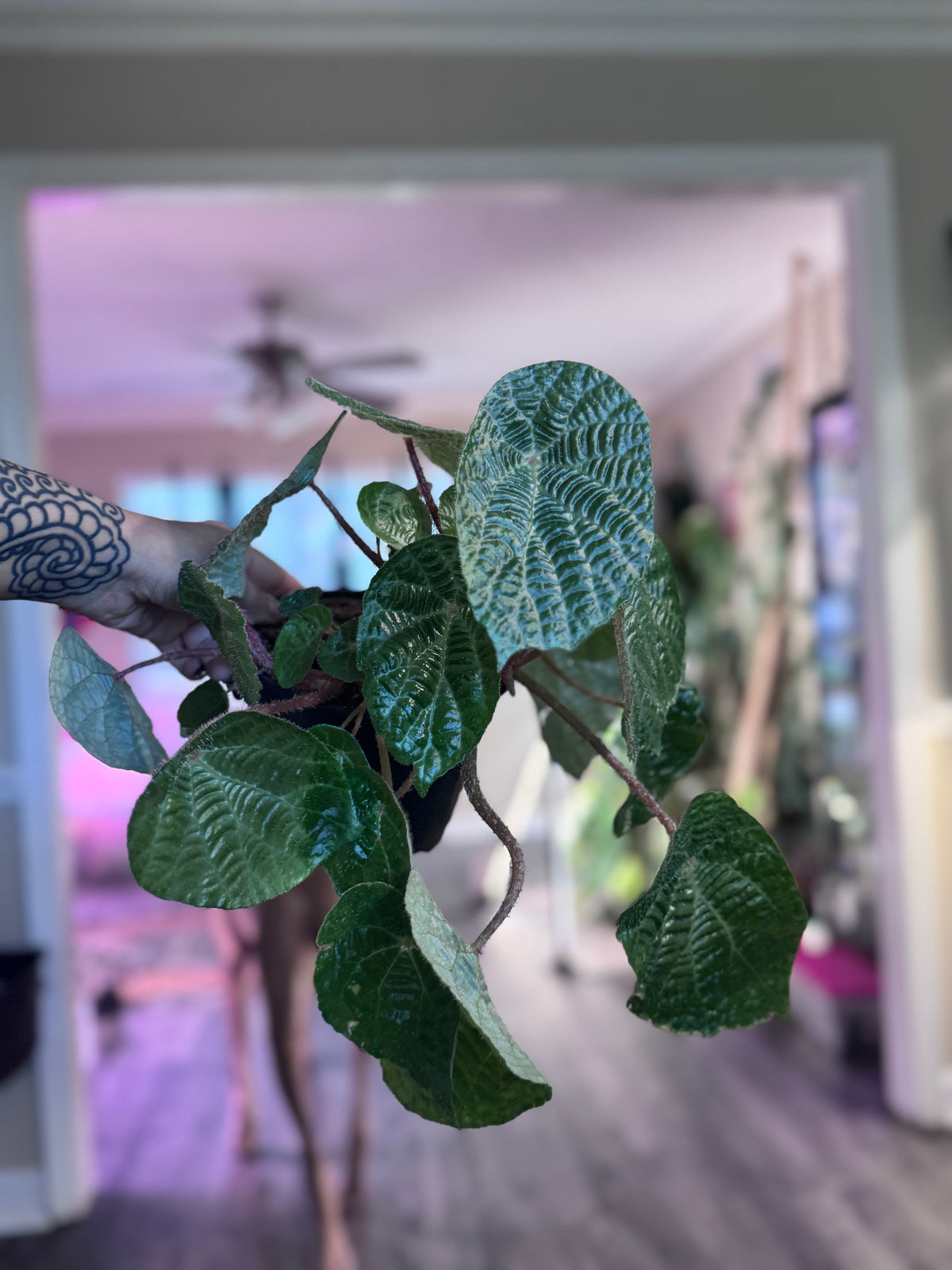 Begonia Paulensis