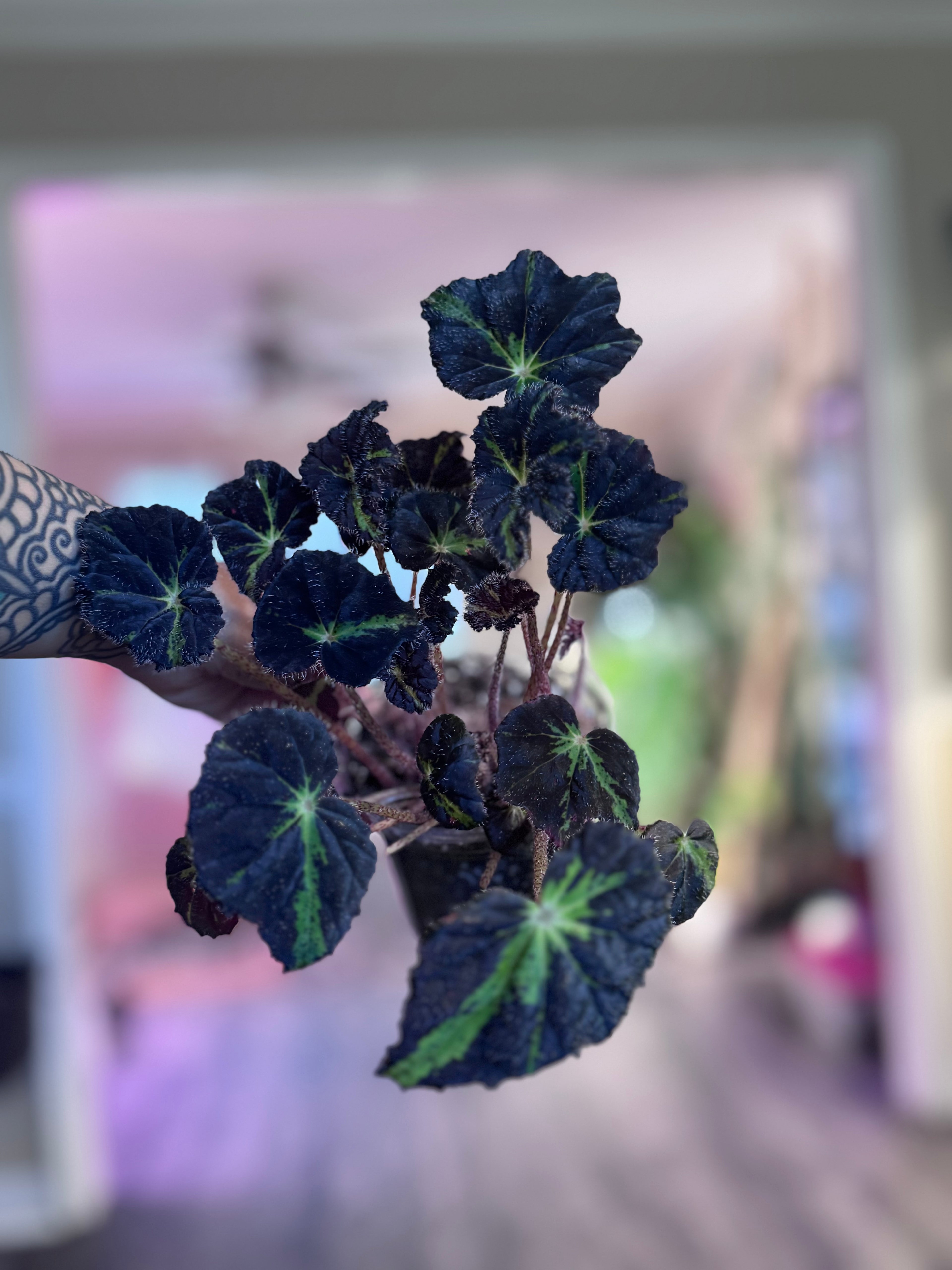 Begonia Chivalry