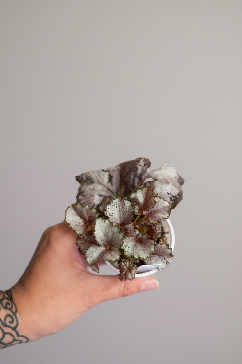 Begonia Dejah Thorris