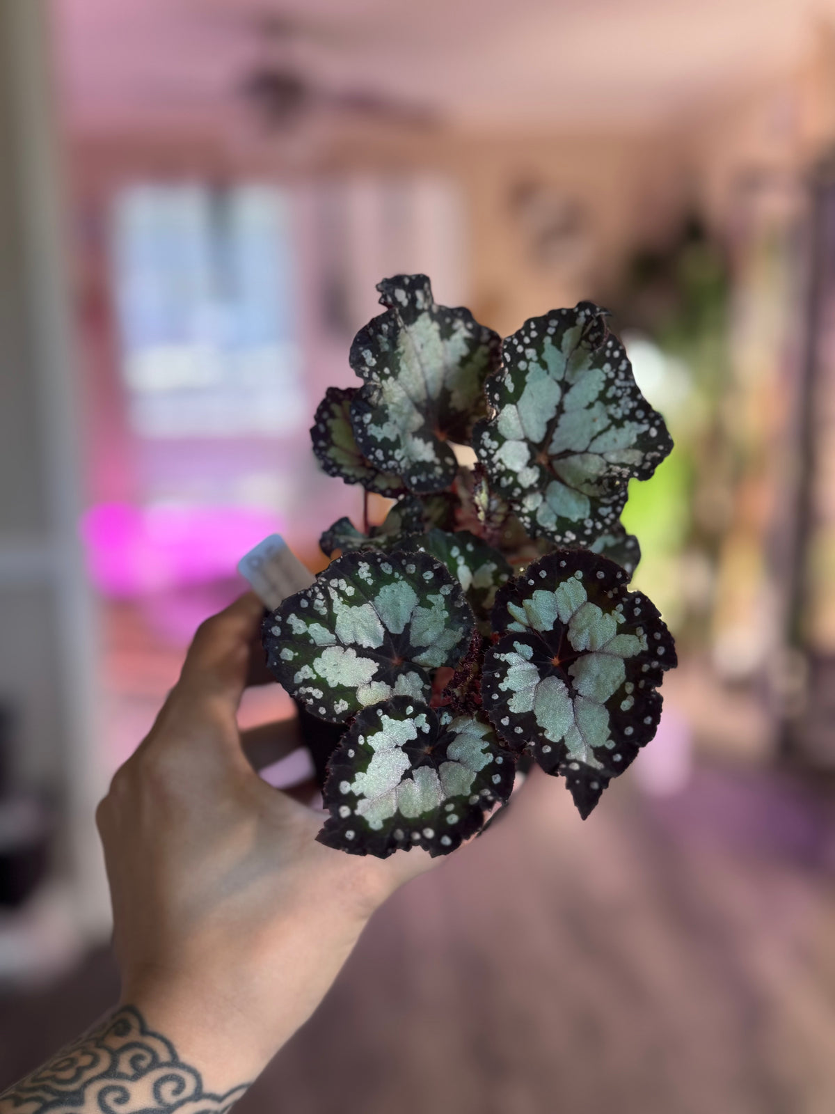 Begonia DS- Dolce Vita