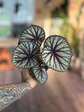Begonia Steves Leaves Fang
