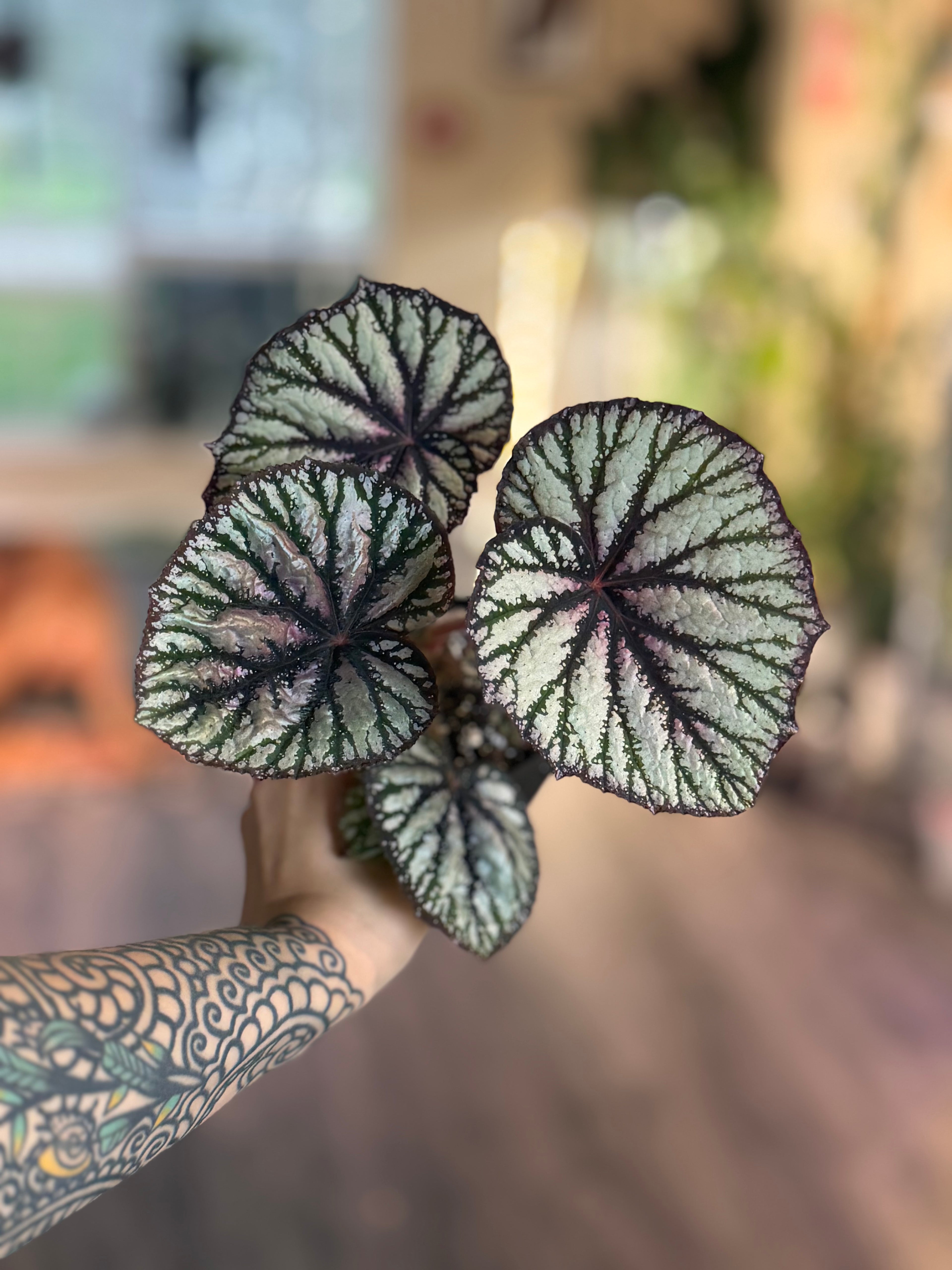 Begonia Steves Leaves Fang