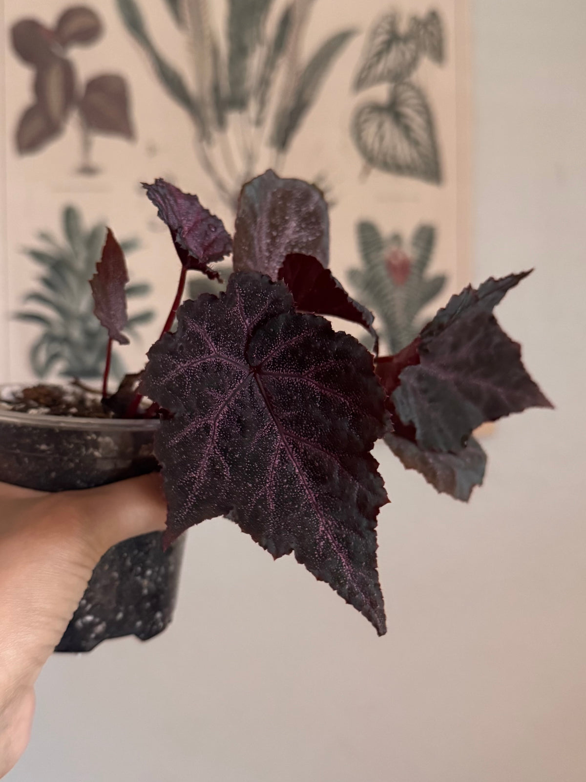 Begonia DS- Robin