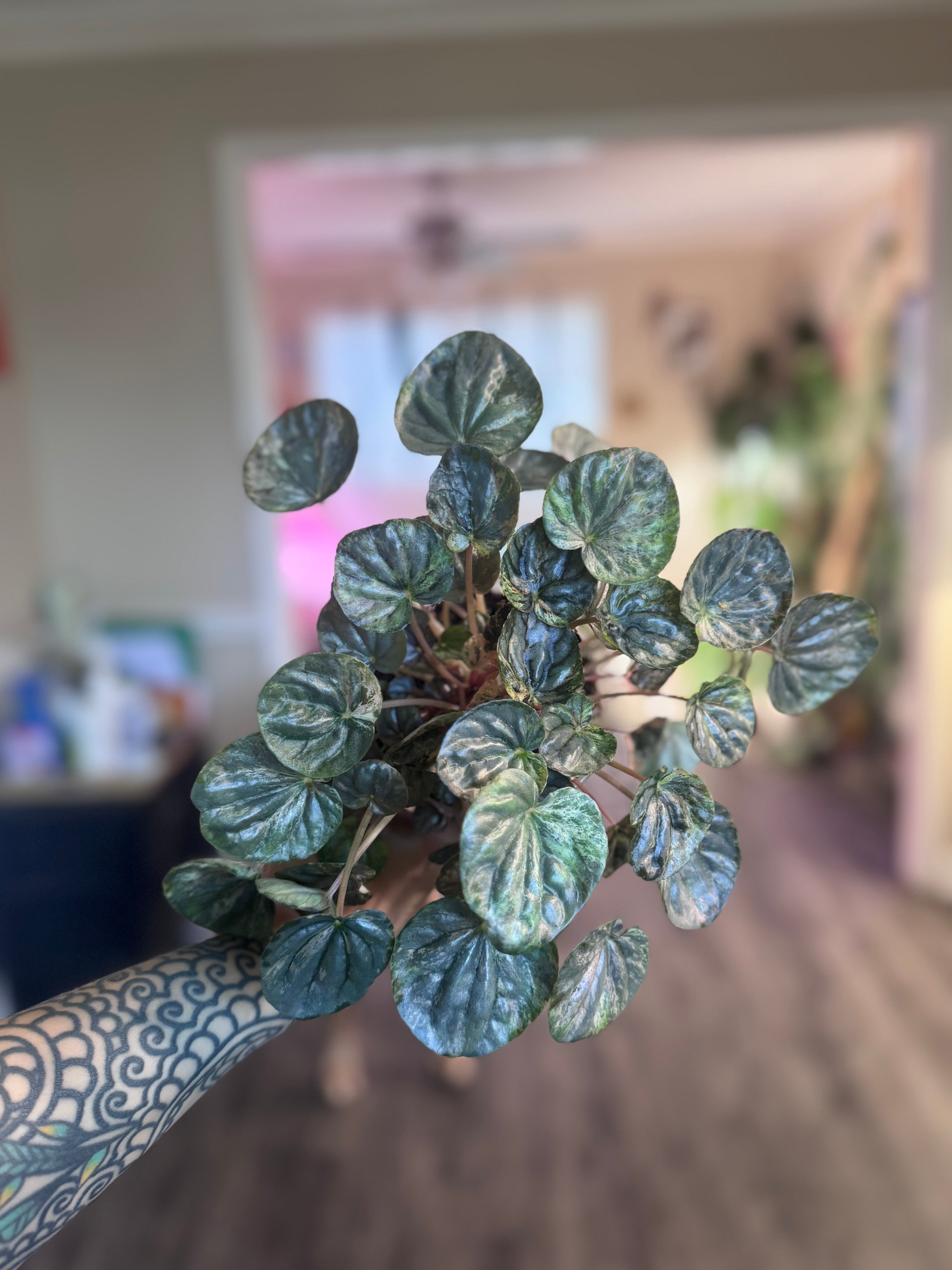 Pink Lady Peperomia