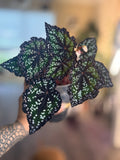 Begonia DS- Fairytale
