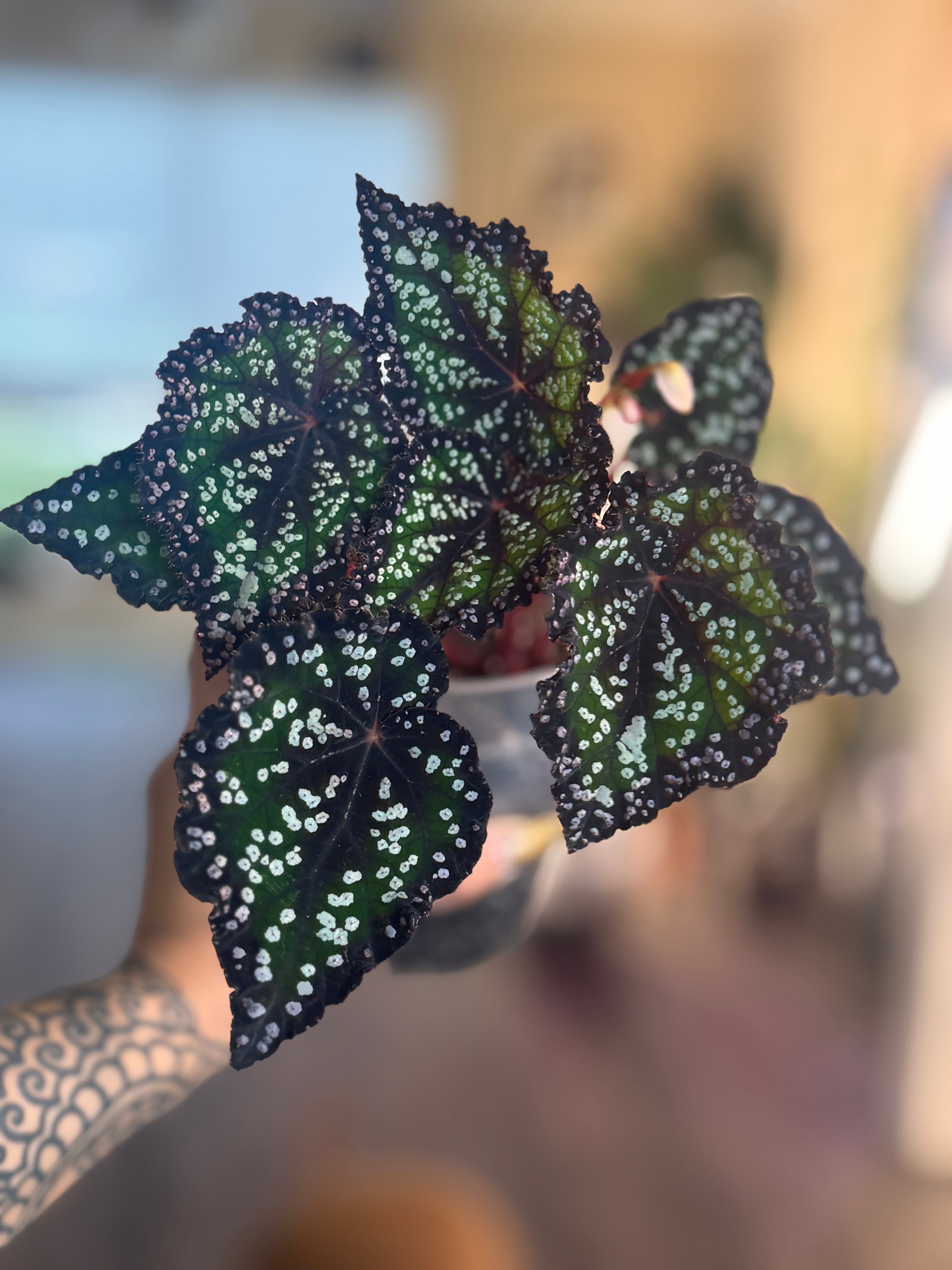 Begonia DS- Fairytale