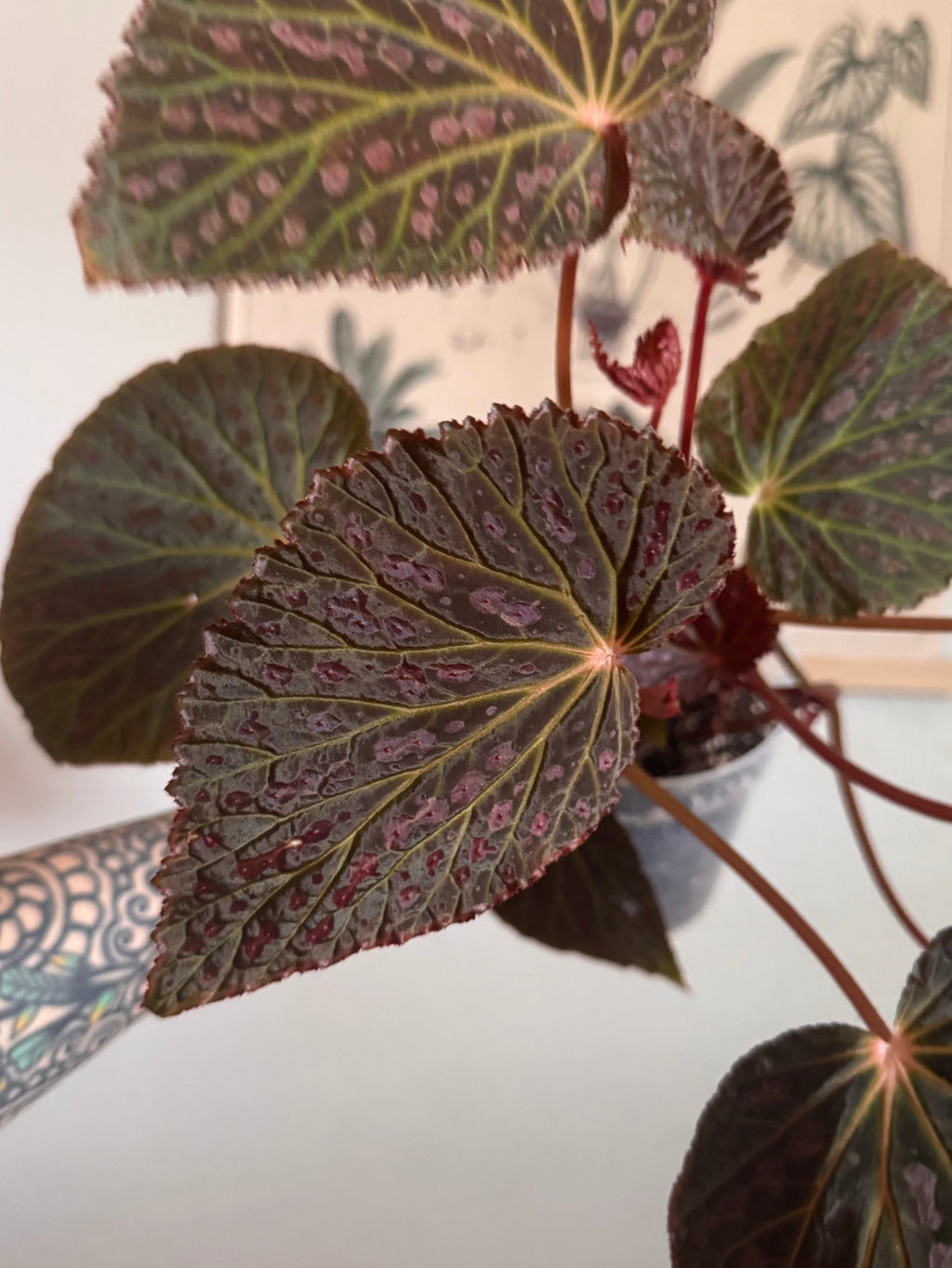 Begonia Superchloro