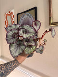 Begonia Jurassic Jr. Arctic Swirl