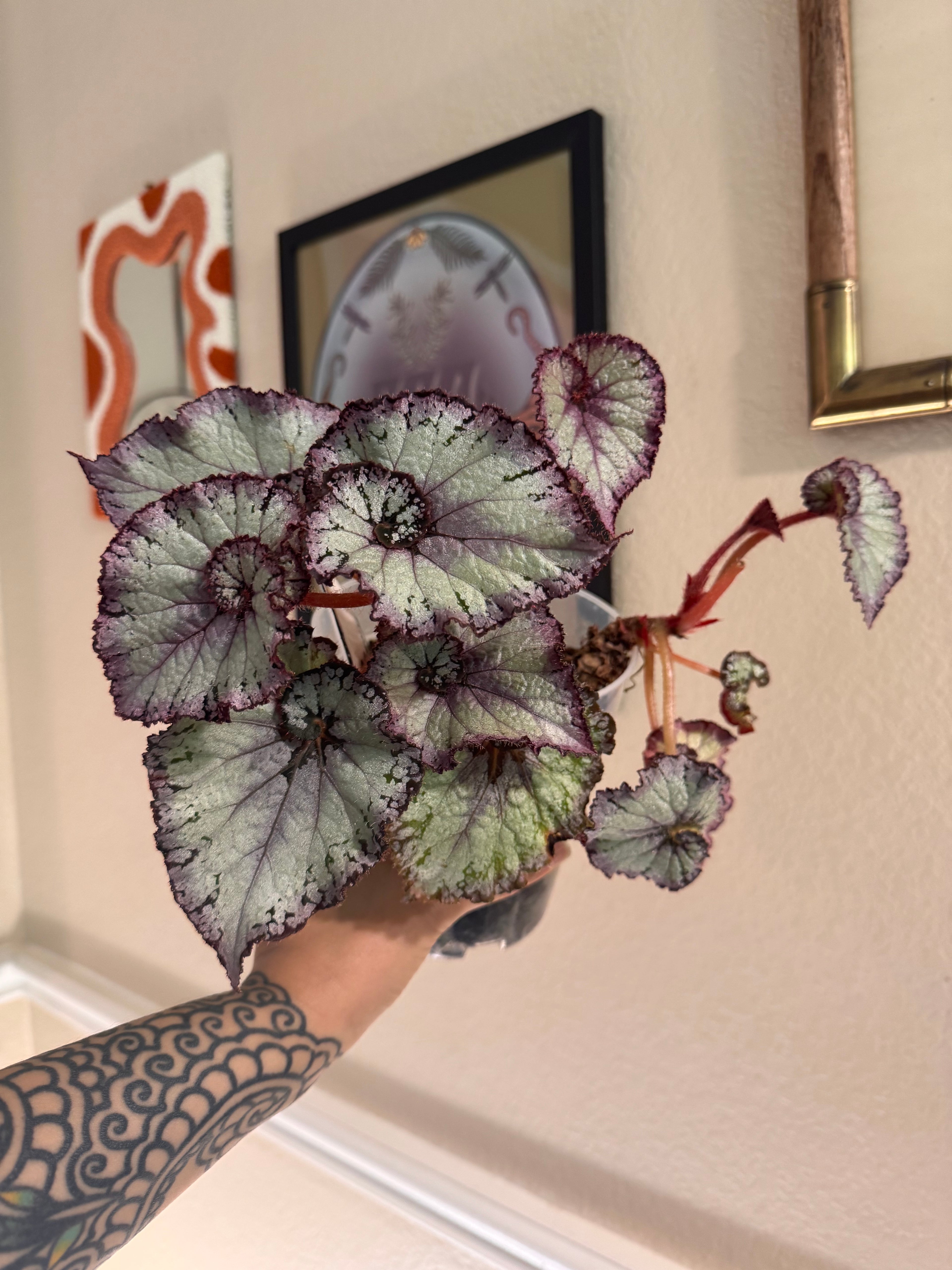 Begonia Jurassic Jr. Arctic Swirl