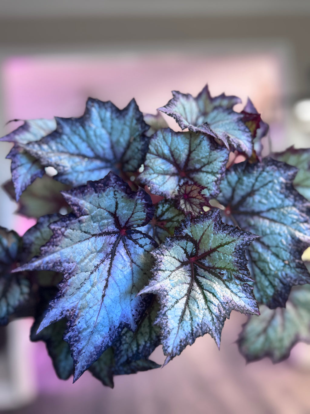 Begonia Bewitched Lavender