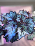 Begonia Bewitched Lavender