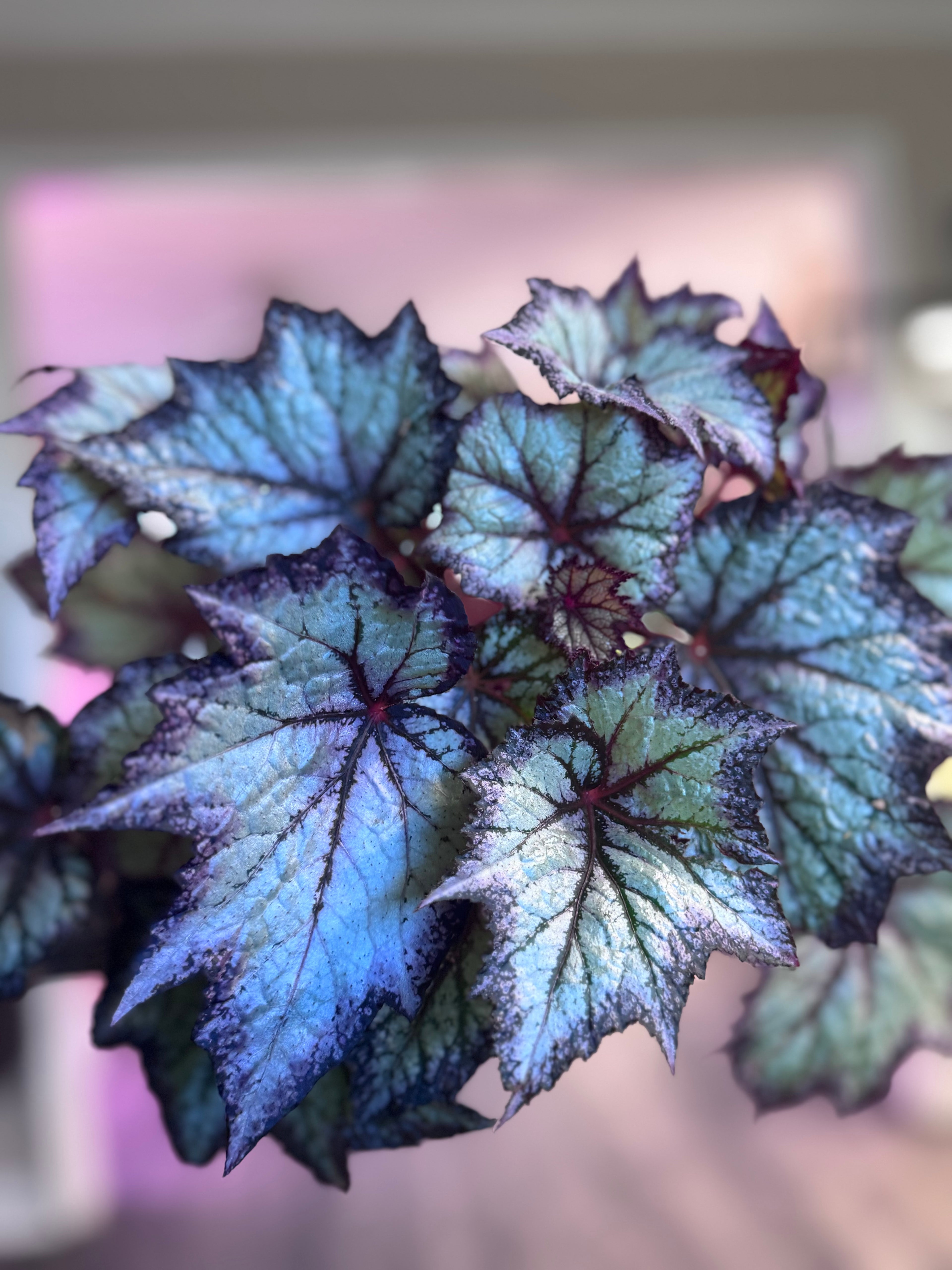 Begonia Bewitched Lavender