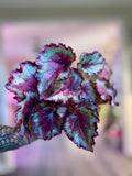 Begonia Harmony’s Pink Ribbons