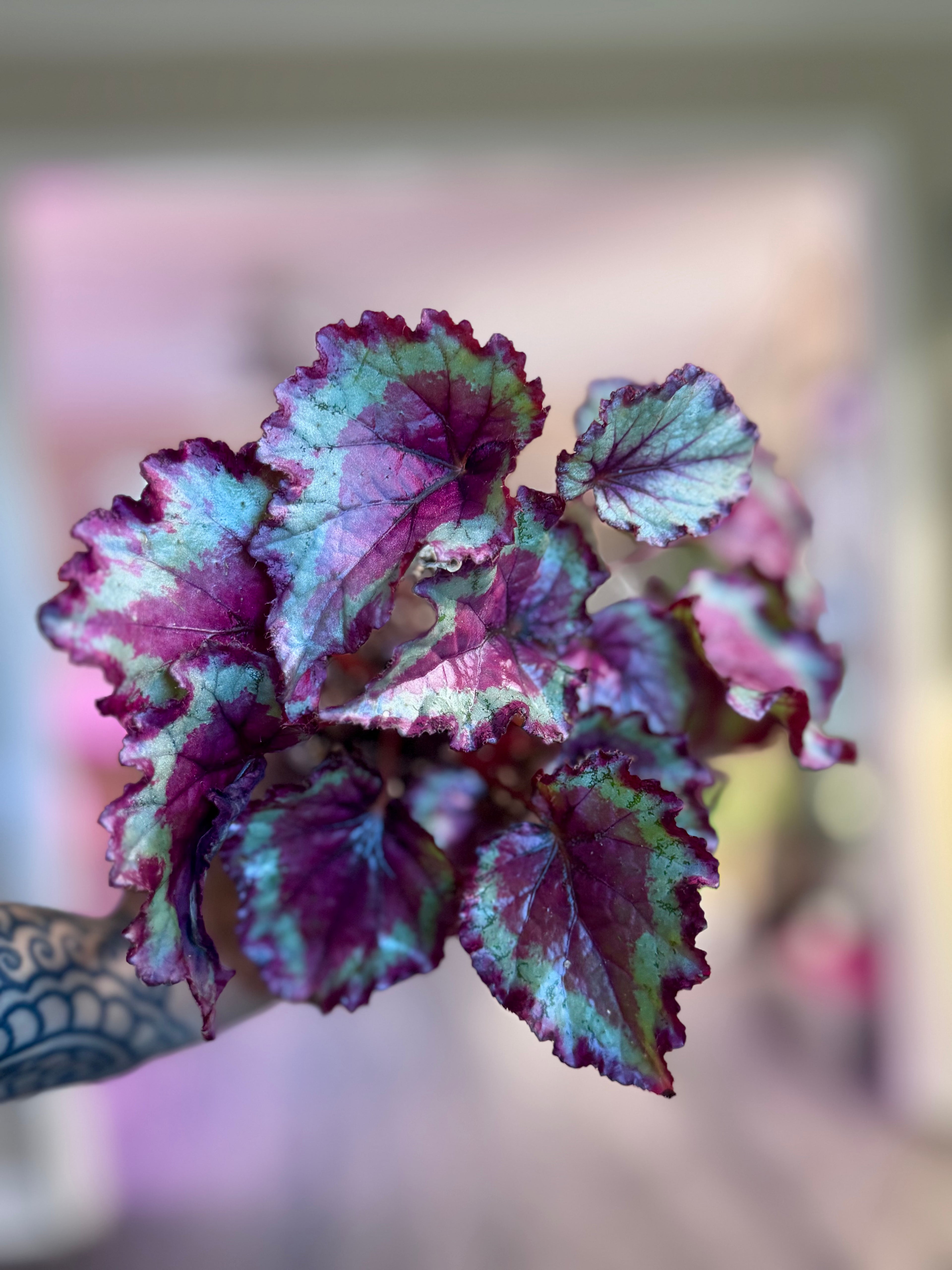Begonia Harmony’s Pink Ribbons