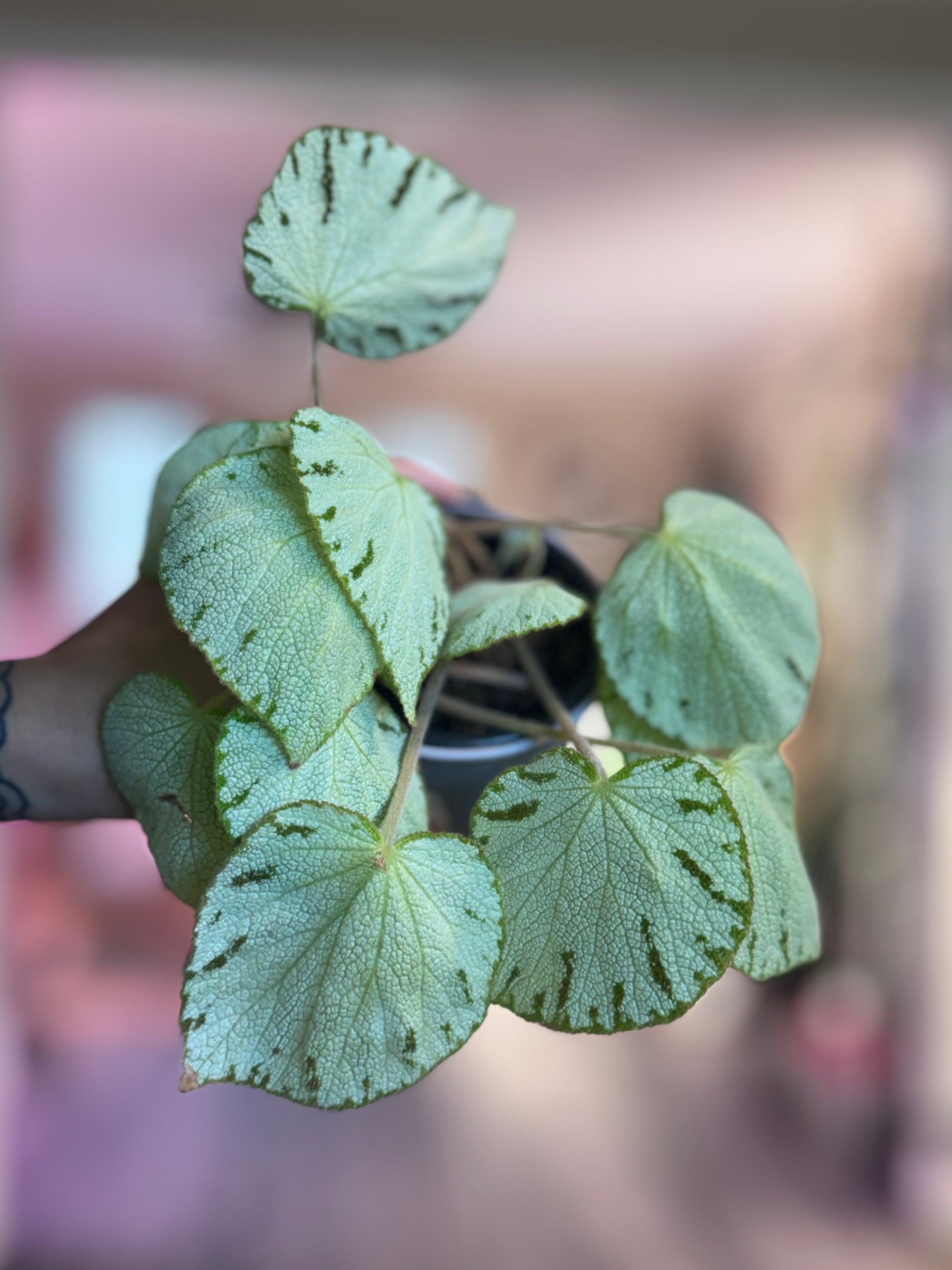 Begonia Silver Jewel