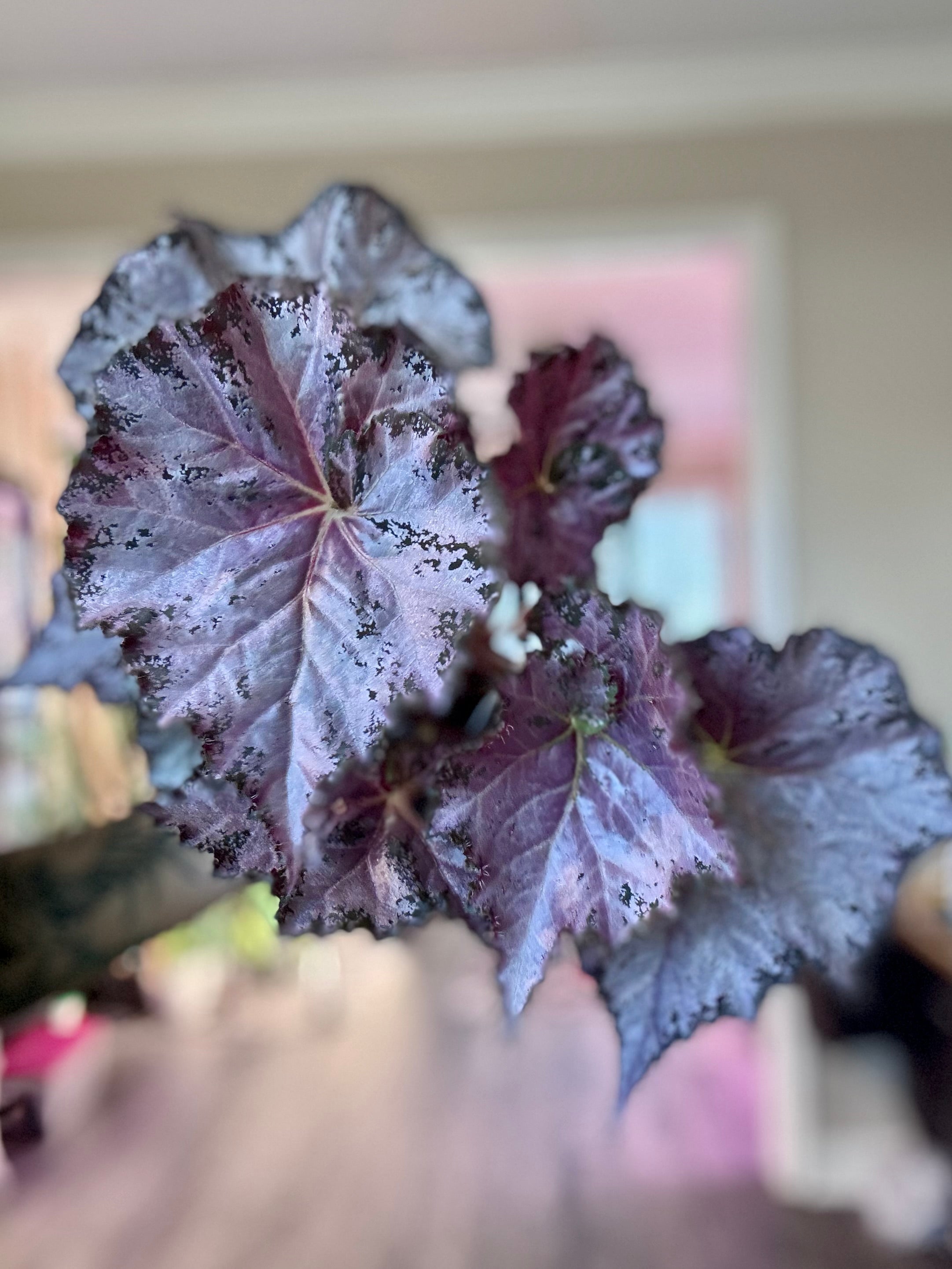 Begonia Dejah Thorris